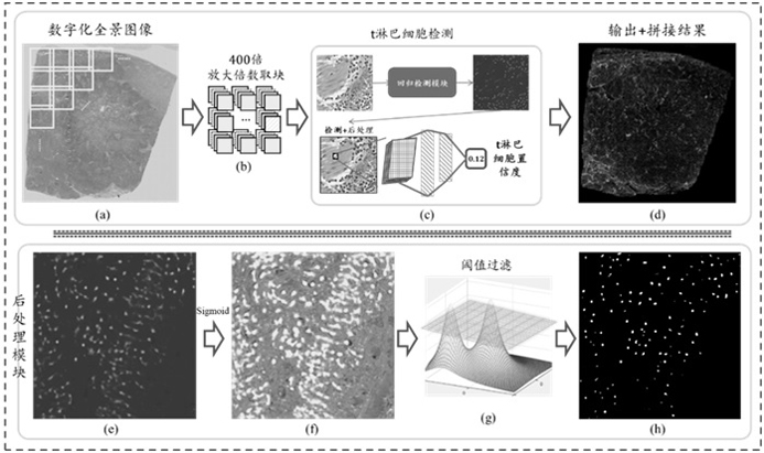 Medical image feature recognition prediction model