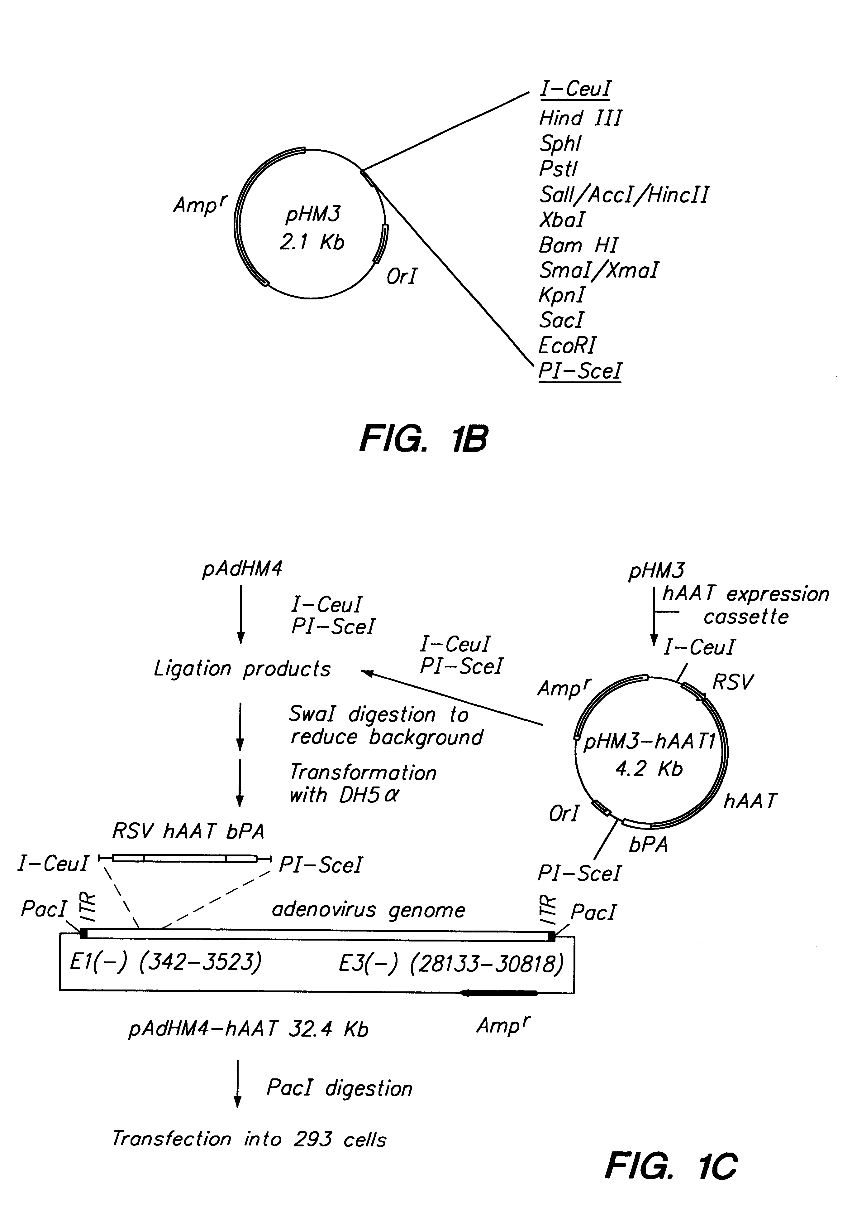 Adenoviral vector and methods for making and using the same