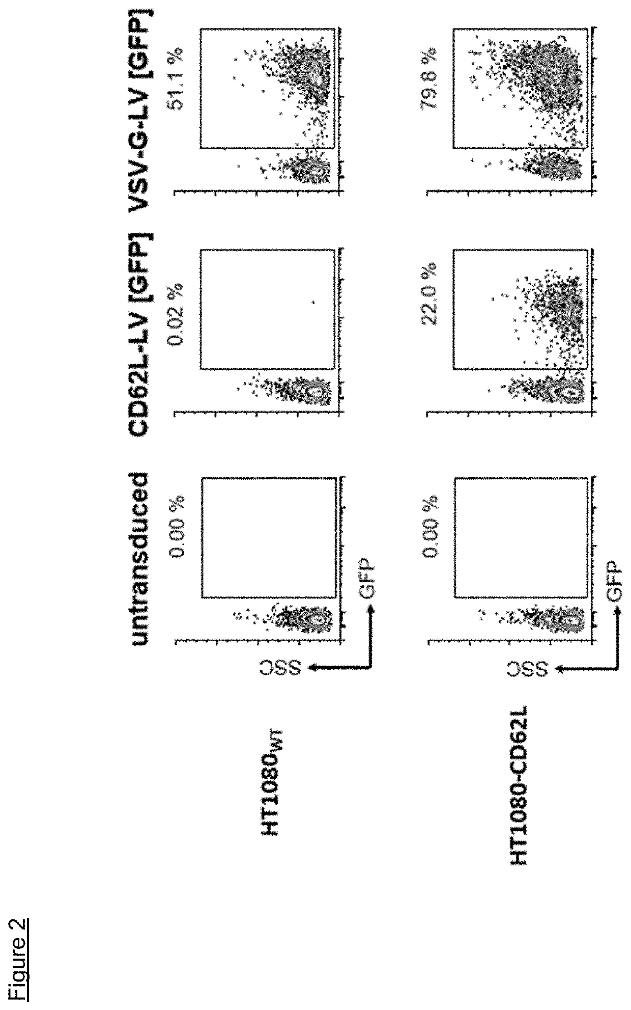 CD62L specific lentiviral vector particle for targeted transduction of T cell subsets