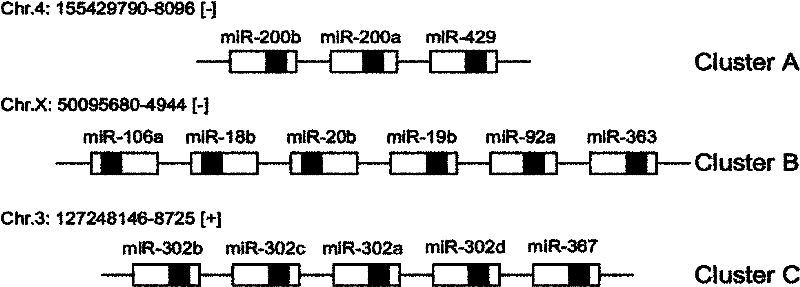 Method for applying miRNA clusters in changing cell fates
