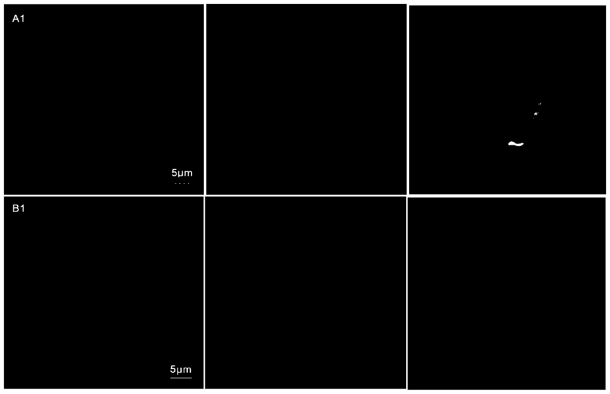 Method of identifying Tilletia controversa Kuhn teliospore and Tilletia foetida (Walle.)Lindr. teliospore