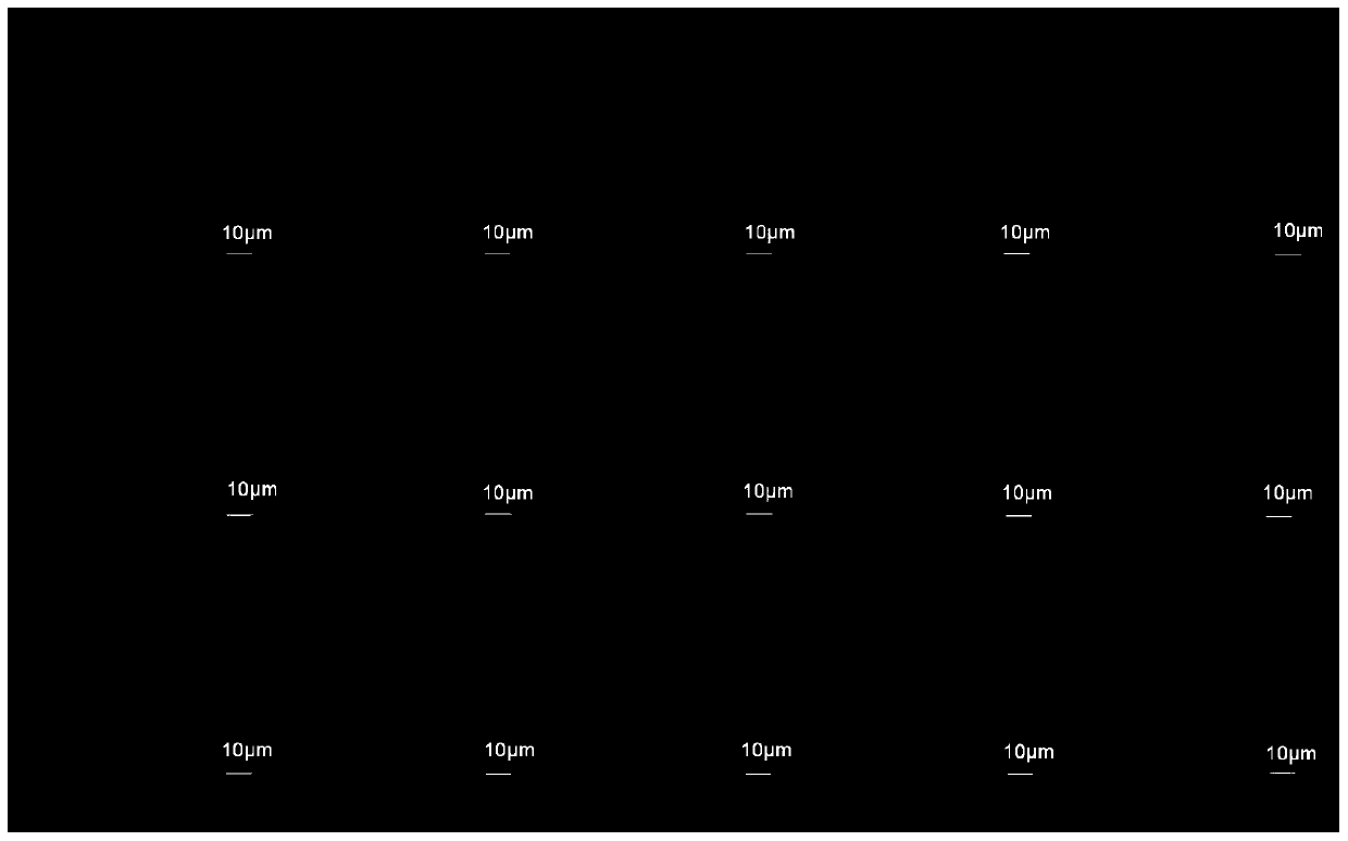 Method of identifying Tilletia controversa Kuhn teliospore and Tilletia foetida (Walle.)Lindr. teliospore