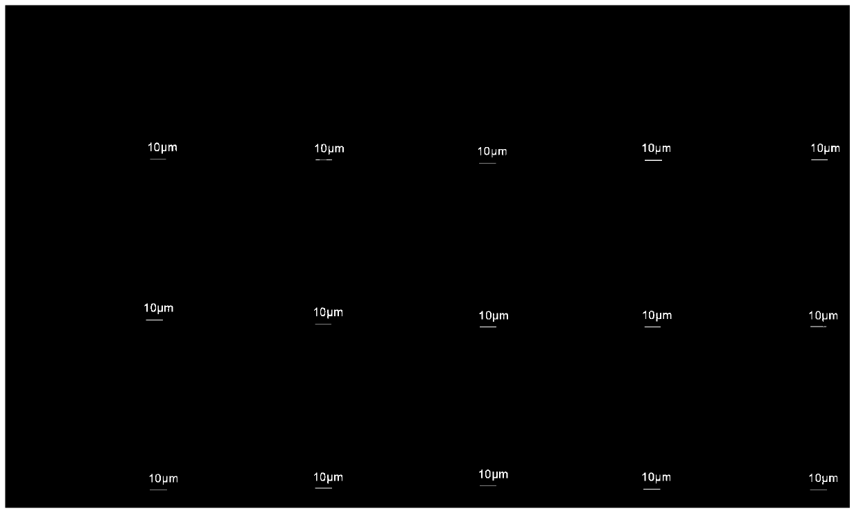 Method of identifying Tilletia controversa Kuhn teliospore and Tilletia foetida (Walle.)Lindr. teliospore