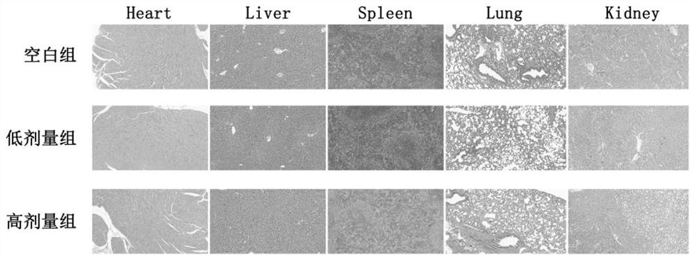 A kind of preparation method of cinnamon extract and its cinnamon extract and application