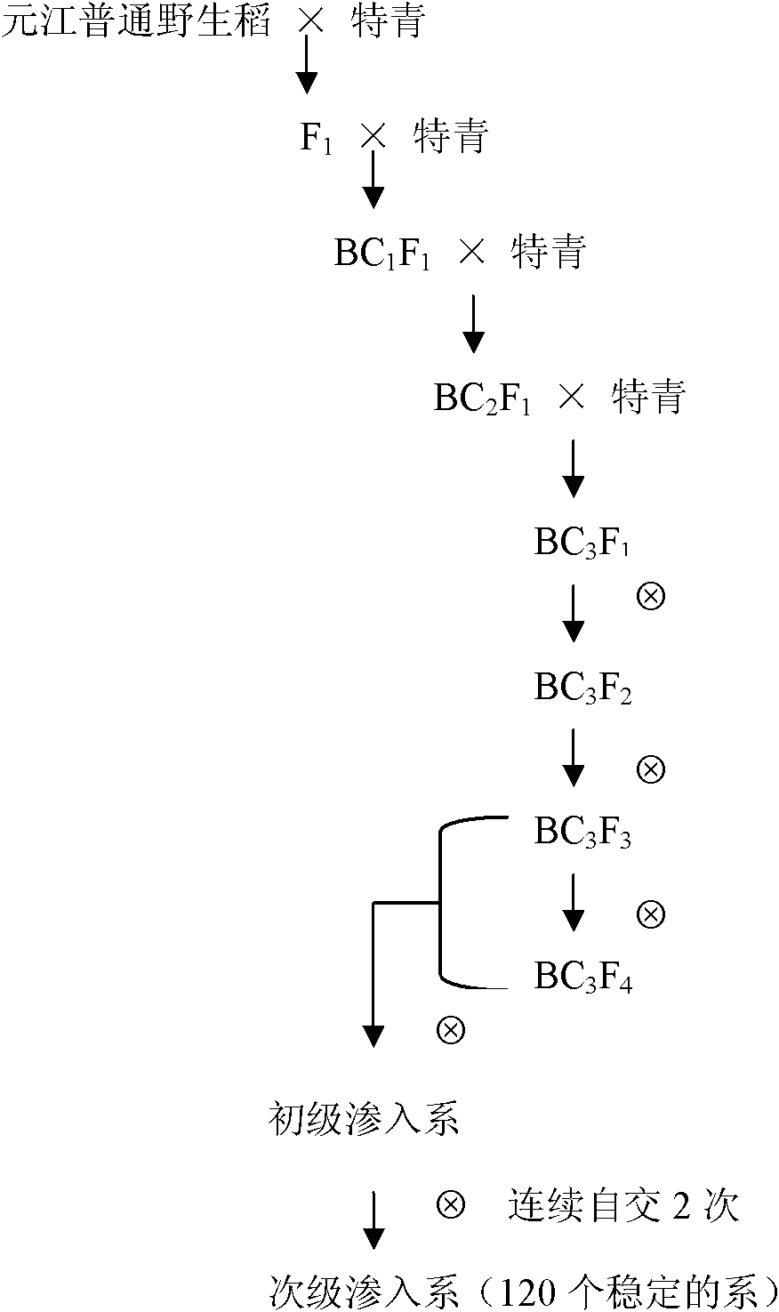 Method for identifying plant introgression line with high tissue culture ability