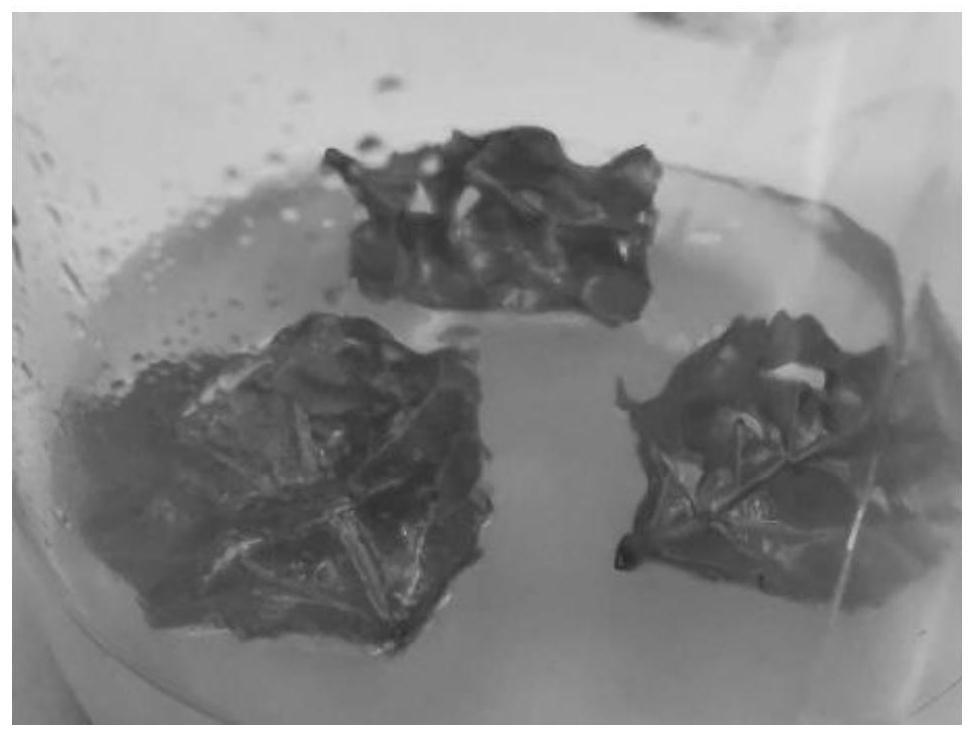 Method for inducing in-vitro leaf somatic embryo of Populus*euramericana Neva