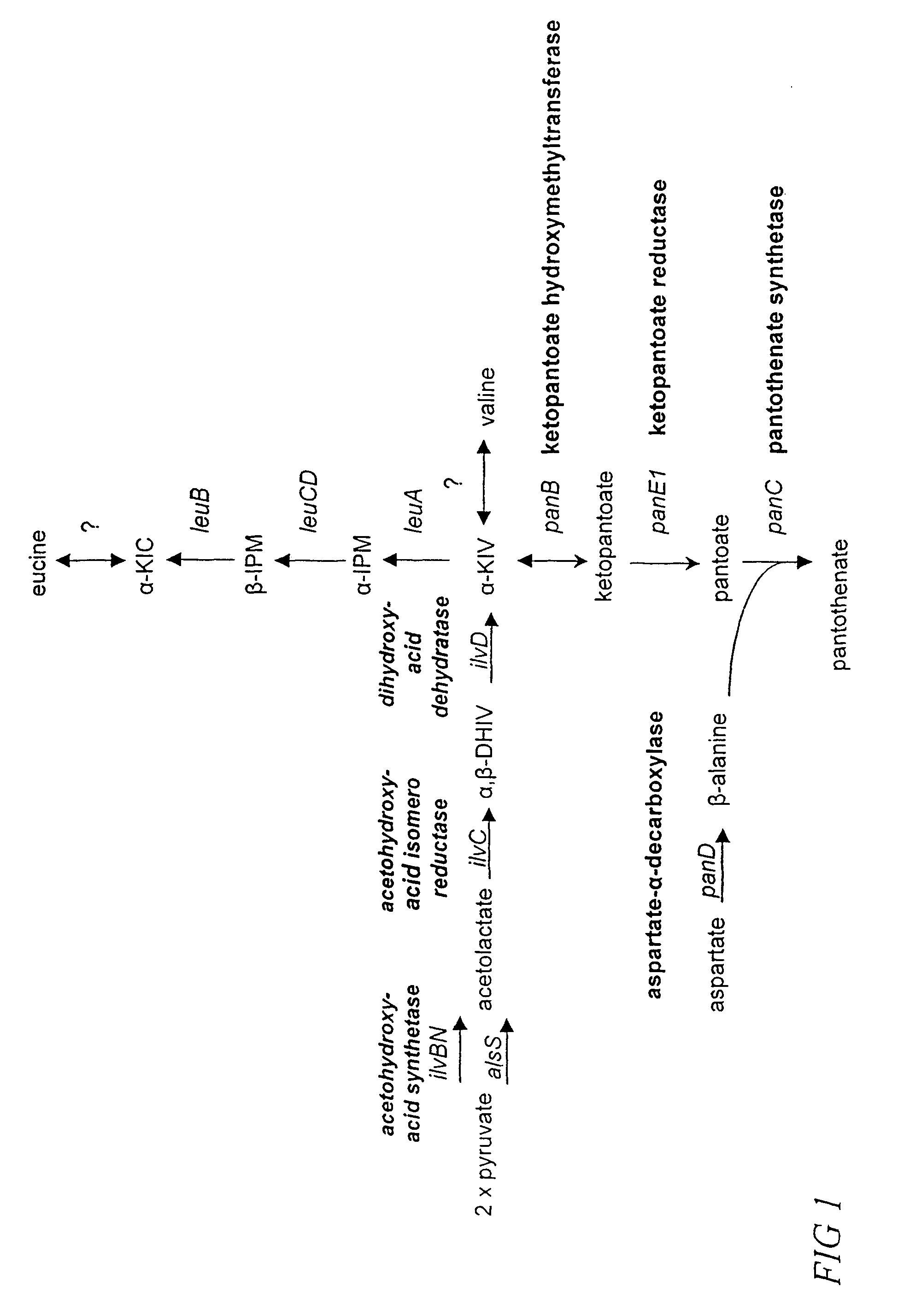 Processes for enhanced production of pantothenate
