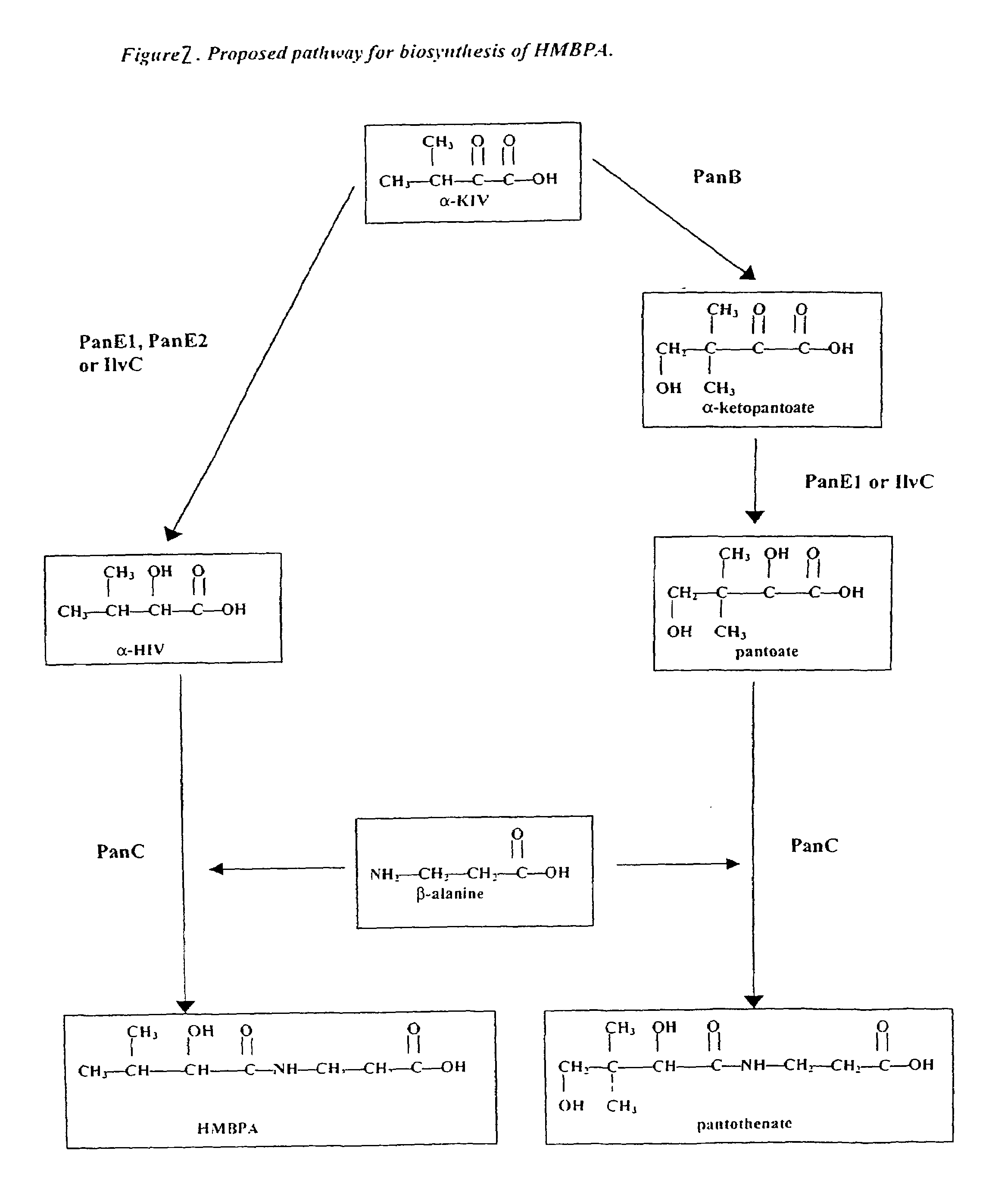 Processes for enhanced production of pantothenate