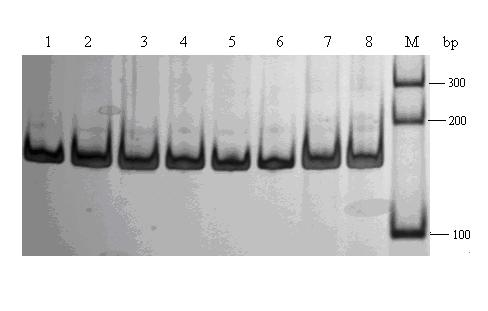 Method for rapidly screening bian chicken weight gain degree by molecular marking