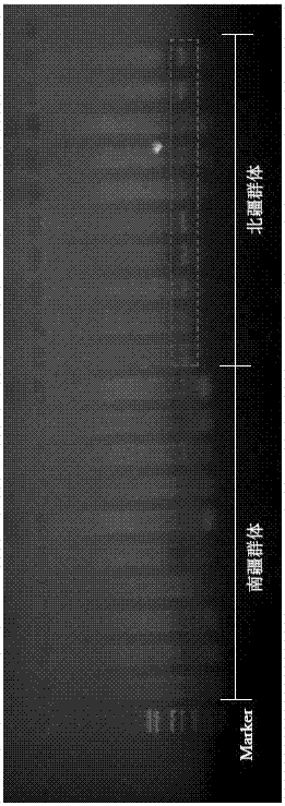 Method for distinguishing gymnodiptychus dybowskii distributed in southern and northern Xinjiang regions by utilizing ISSR molecular marker technology