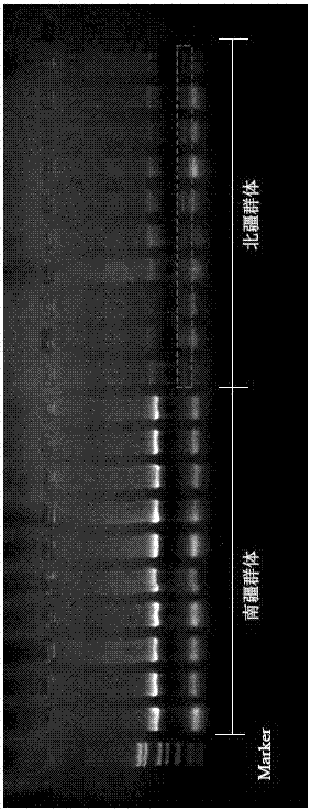 Method for distinguishing gymnodiptychus dybowskii distributed in southern and northern Xinjiang regions by utilizing ISSR molecular marker technology