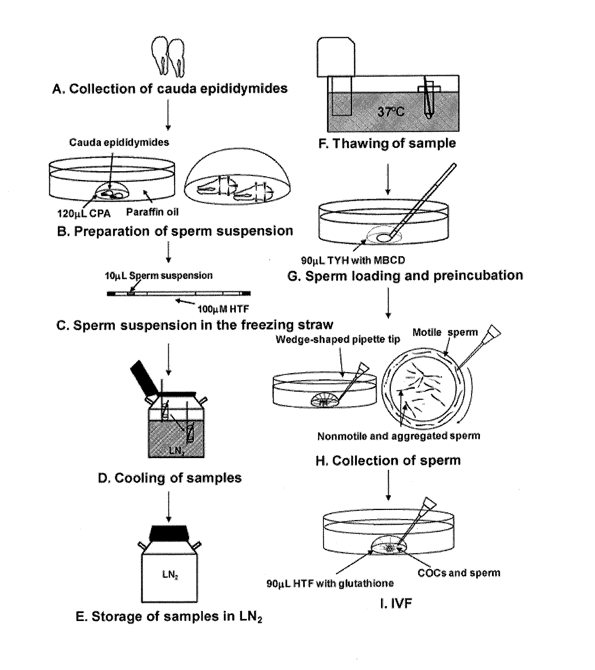 Method and culture medium for preparing mammalian ovum or embryo in which zona pellucida has been thinned or eliminated, and method for fertilization using mammalian ovum prepared by same method