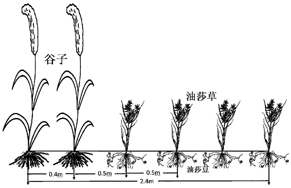 Windy desert area mandulapalka and millet intercropping anti-wind-erosion planting method