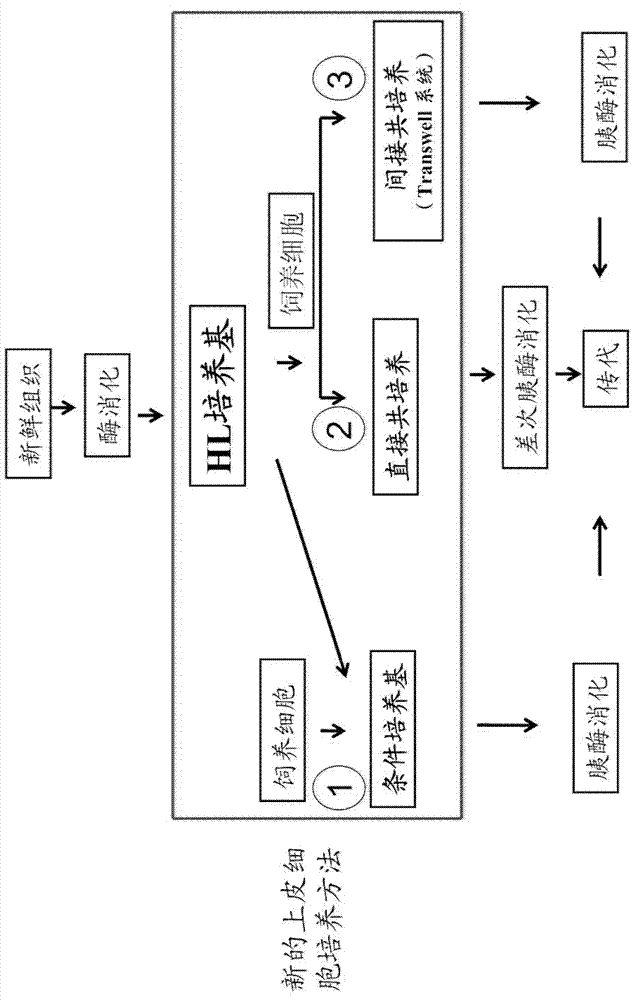 Culture medium, cell culture kit and cell culture method