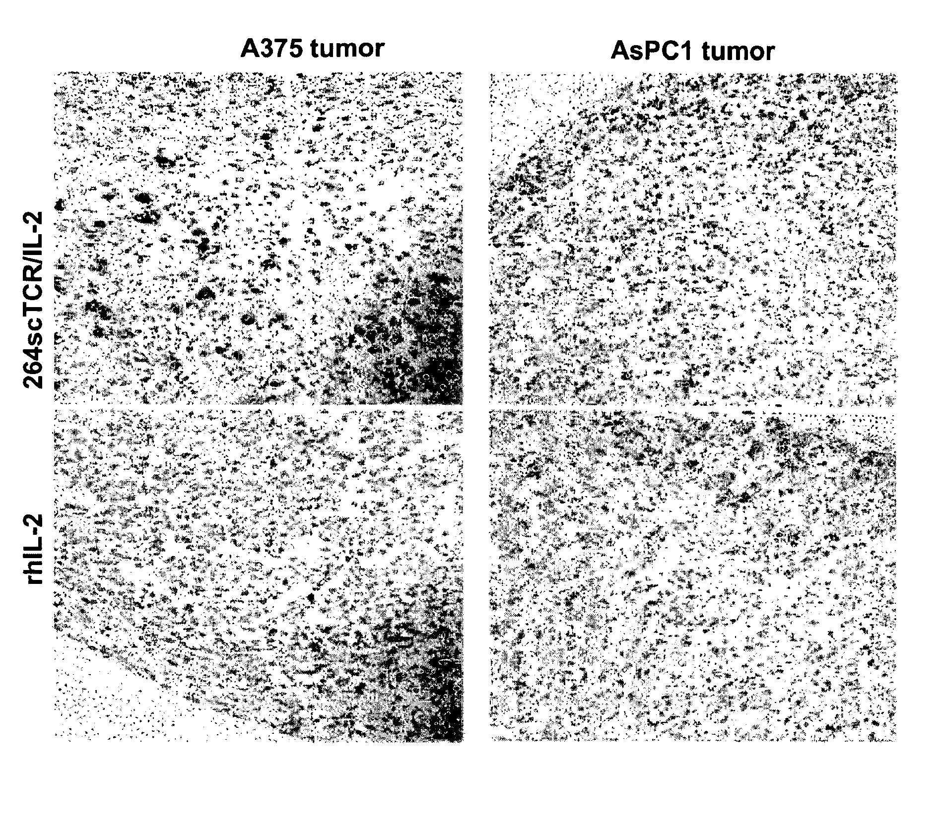 T cell receptor fusions and conjugates and methods of use there of