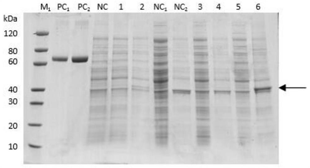 Wheat Yellow Streak Virus N Gene Recombinant Expression Protein, Preparation Method of Polyclonal Antibody and Its Application