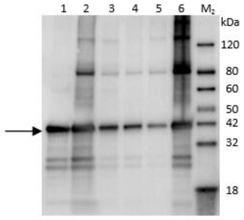 Wheat Yellow Streak Virus N Gene Recombinant Expression Protein, Preparation Method of Polyclonal Antibody and Its Application