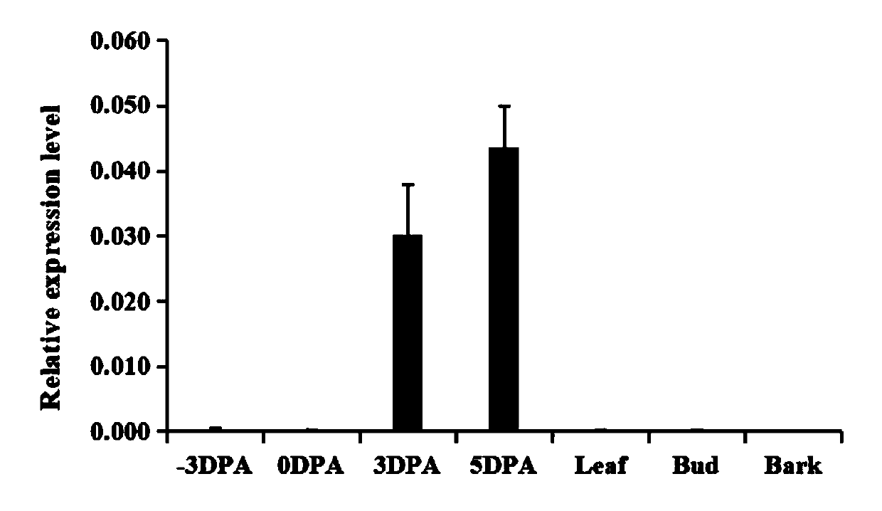 Regulatory gene PdeMIXTA02 for initial development of floc of Poplus deltoides and application of the regulatory gene PdeMIXTA02