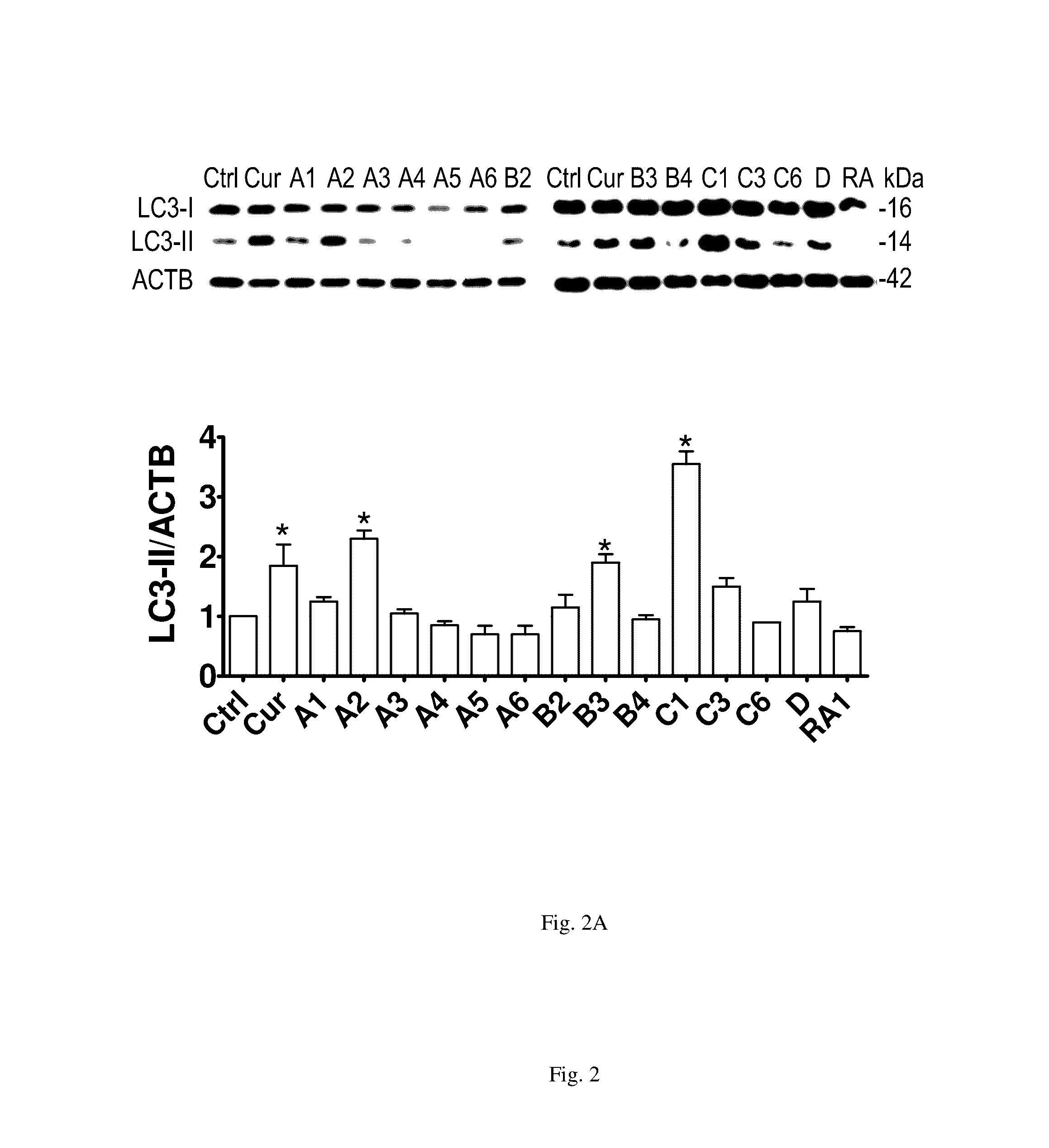 MTOR-independent activator of TFEB for autophagy enhancement and uses thereof