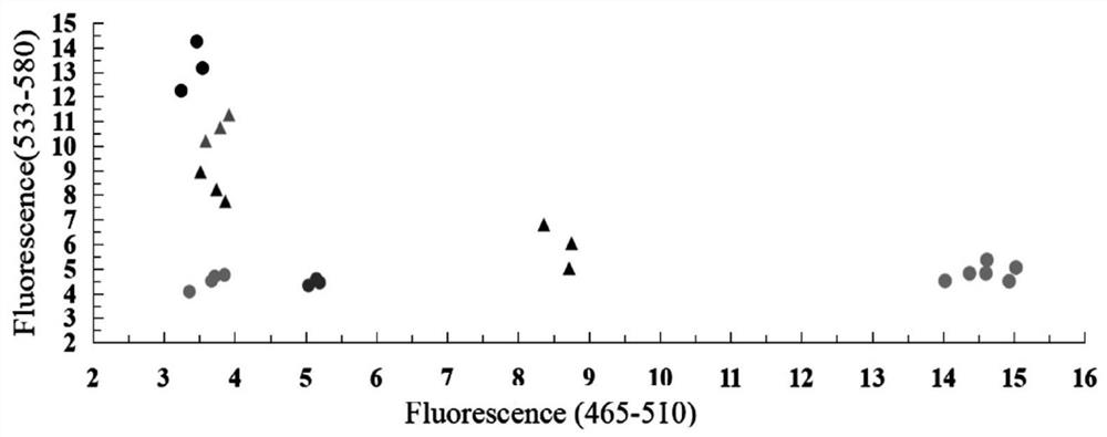 Functional KASP molecular marker of wheat powdery mildew resistance gene Pm12 and application of functional KASP molecular marker