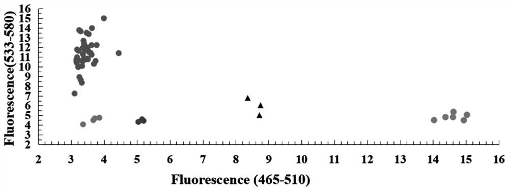 Functional KASP molecular marker of wheat powdery mildew resistance gene Pm12 and application of functional KASP molecular marker