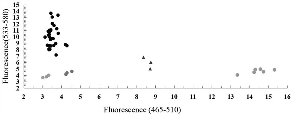 Functional KASP molecular marker of wheat powdery mildew resistance gene Pm12 and application of functional KASP molecular marker