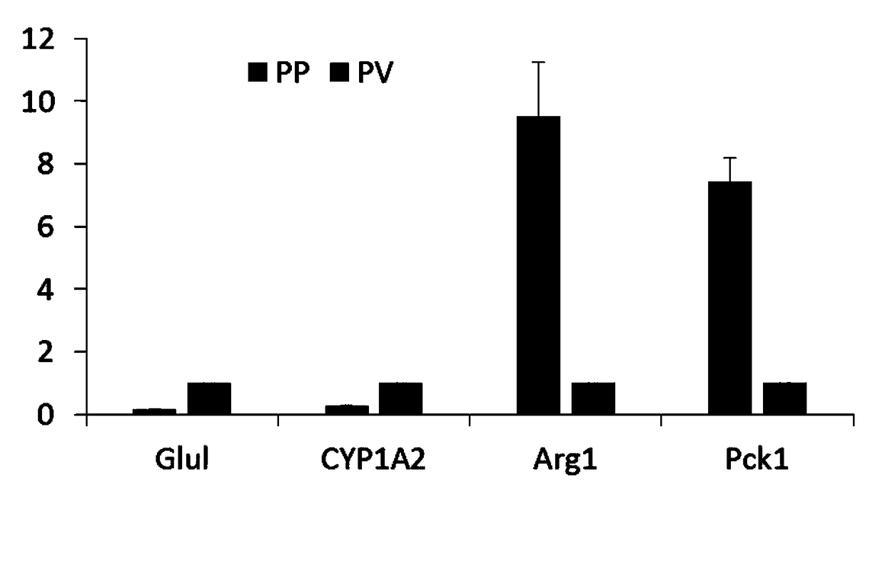 Method for quickly separating liver cells in portal area and central vein area from liver