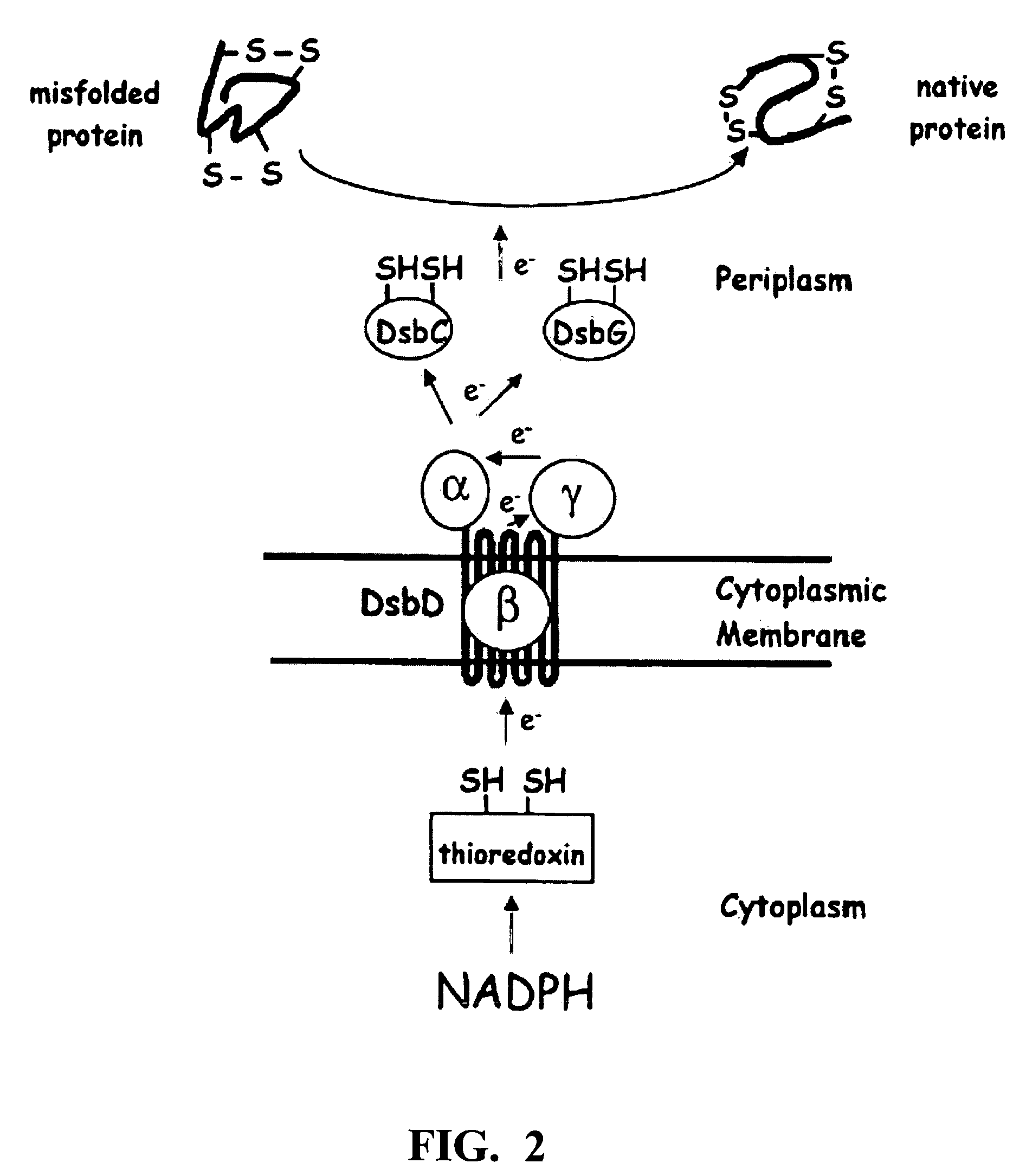 Method of expressing proteins with disulfide bridges