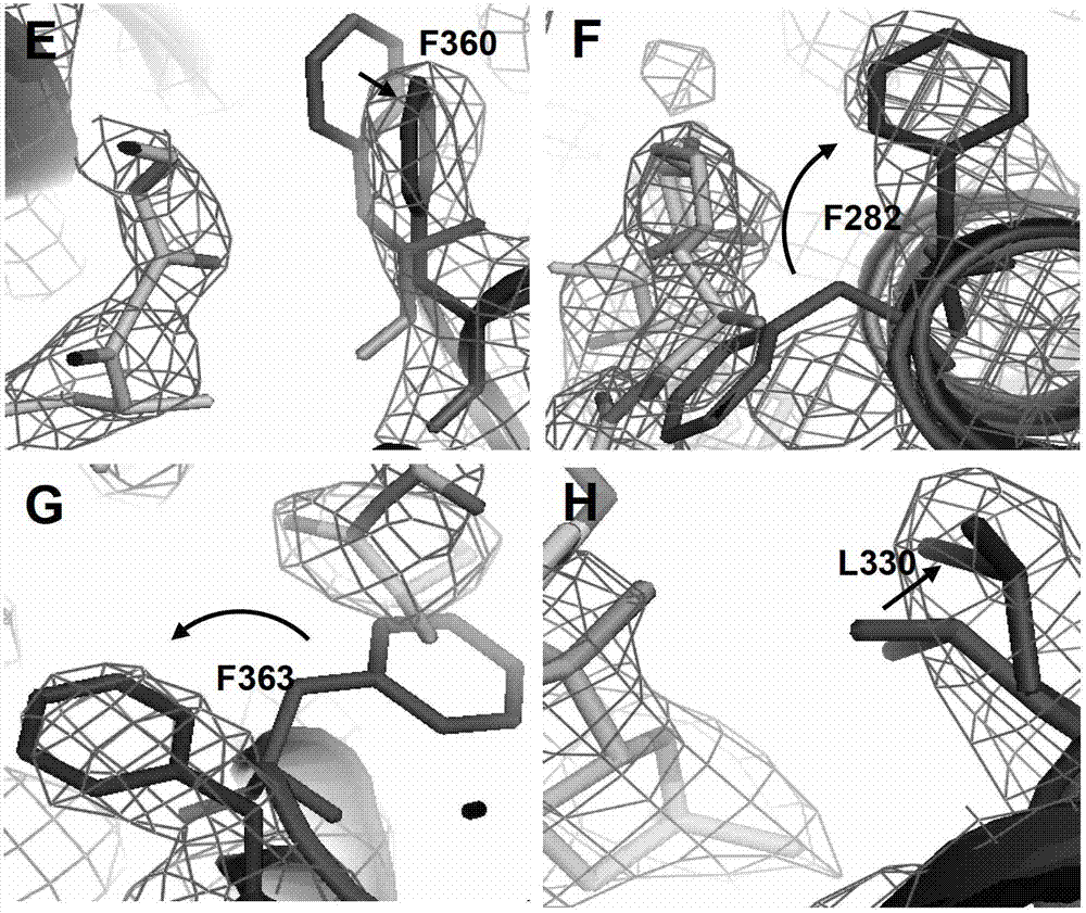 Compound serving as PPAR gamma ligand and application thereof