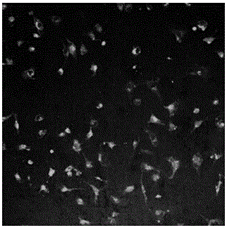 A kind of cationic silk fibroin, preparation method and application thereof