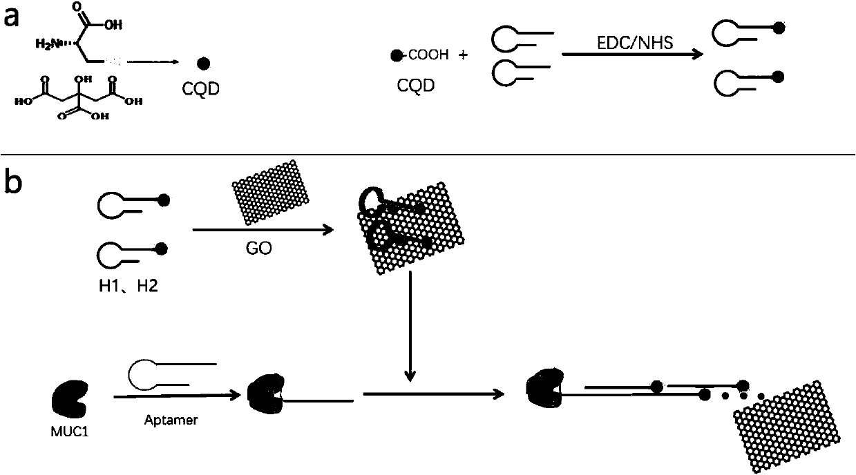 Trace MUC1 fluorescence detection method based on chained hybridization reaction and fluorescence carbon quantum dots