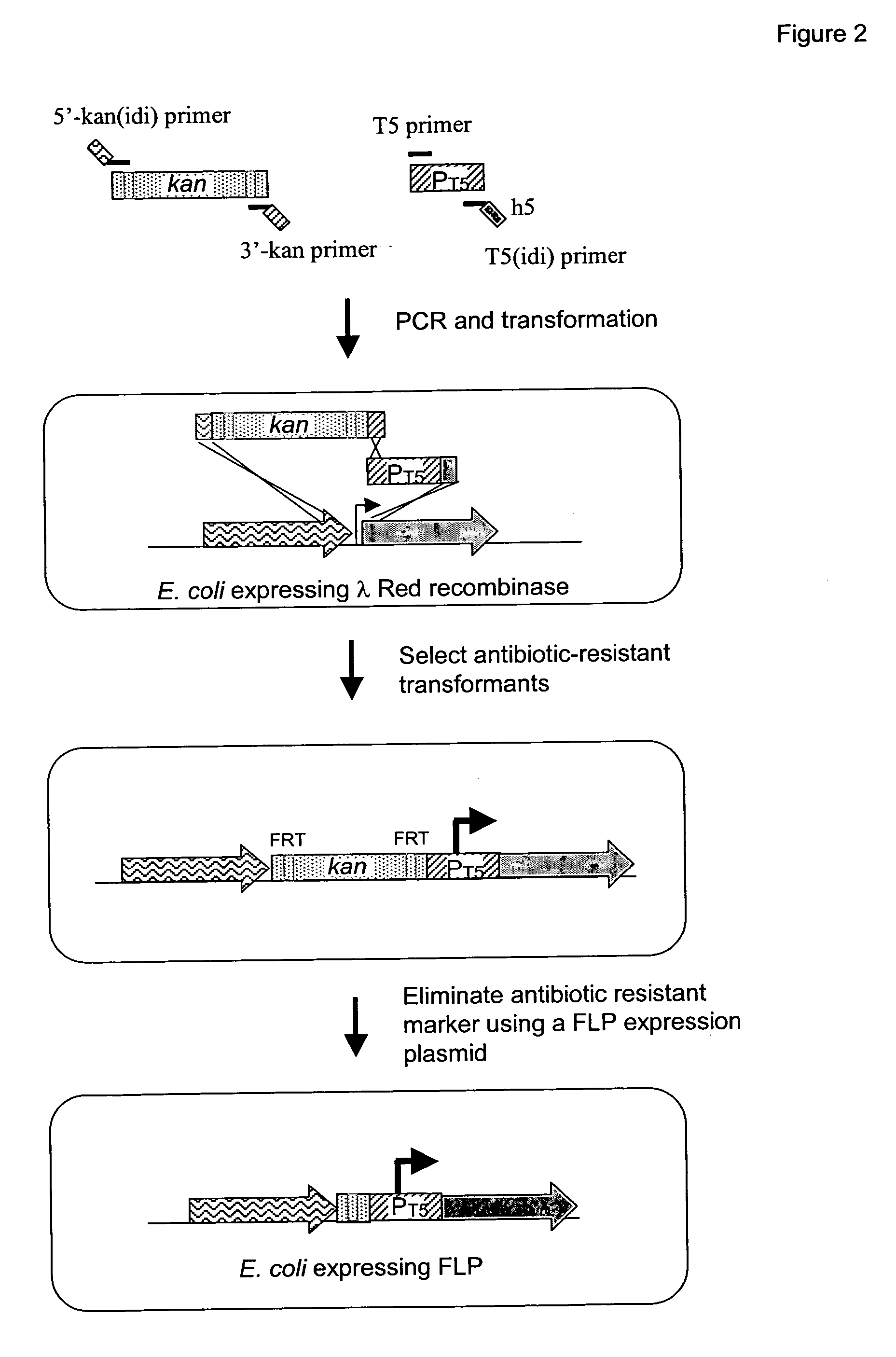 Method to increase hydrophobic compound titer in a recombinant microorganism