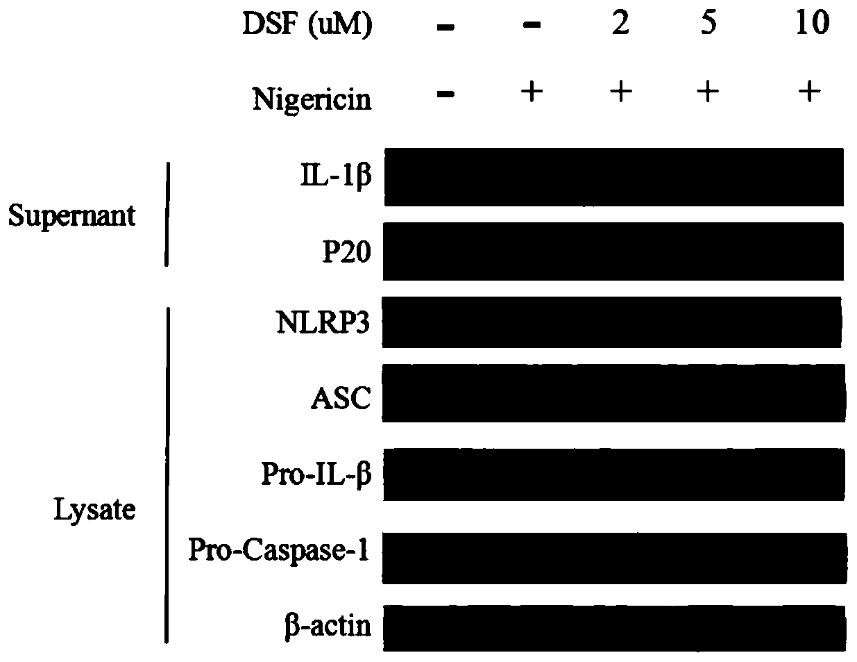 Application of disulfiram in preparing drugs for preventing and treating diseases related to NLRP3 inflammasome