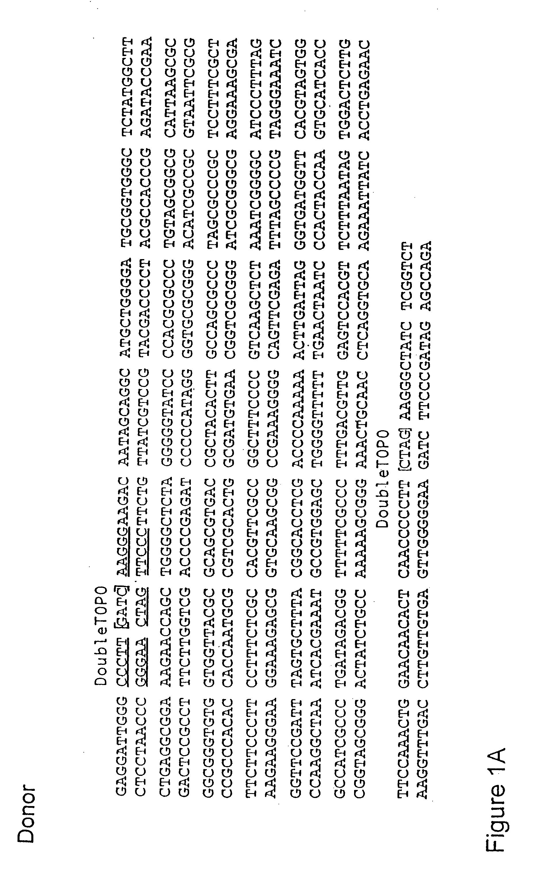 System for the rapid manipulation of nucleic acid sequenaces