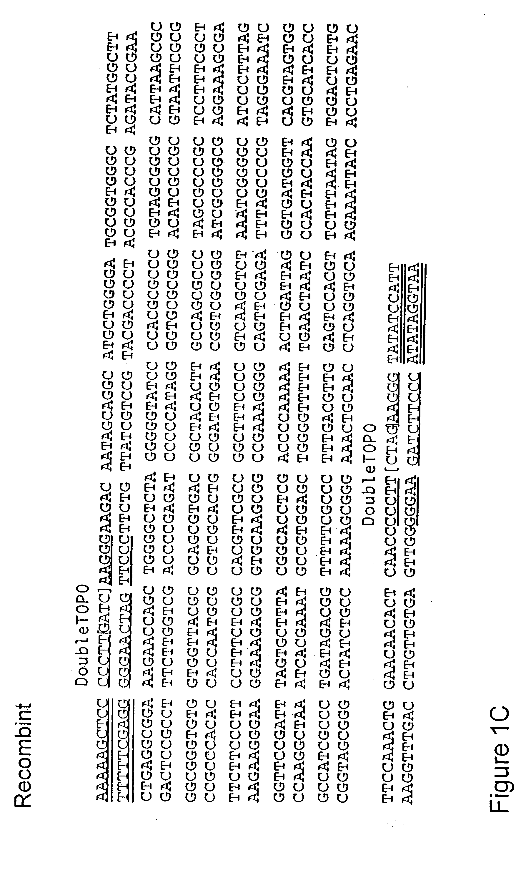 System for the rapid manipulation of nucleic acid sequenaces