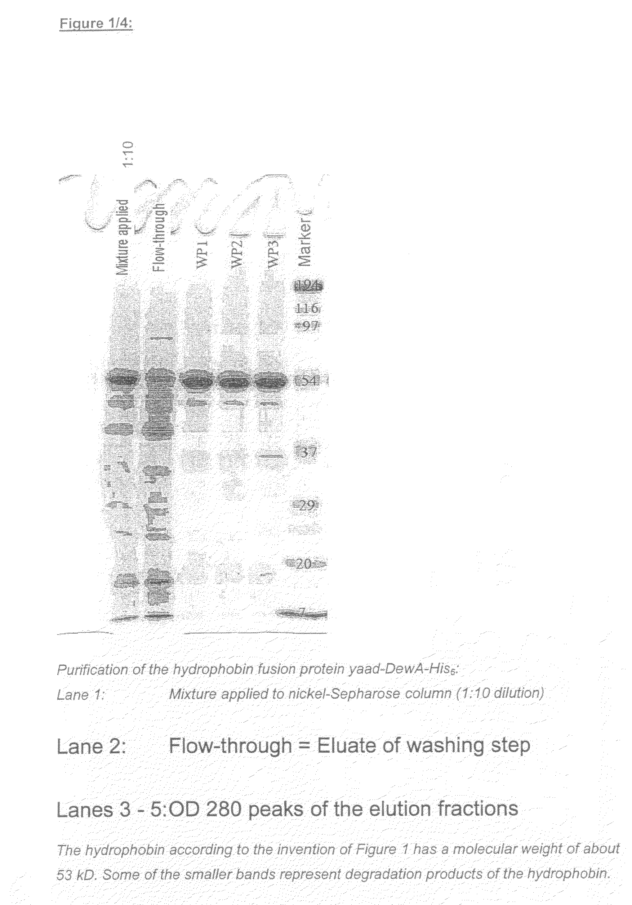 Use of Hydrophobin-Polypeptides and Conjugates From Hydrophobin-Polypeptides Having Active and Effect Agents and the Production Thereof and Use Thereof In the Cosmetic Industry