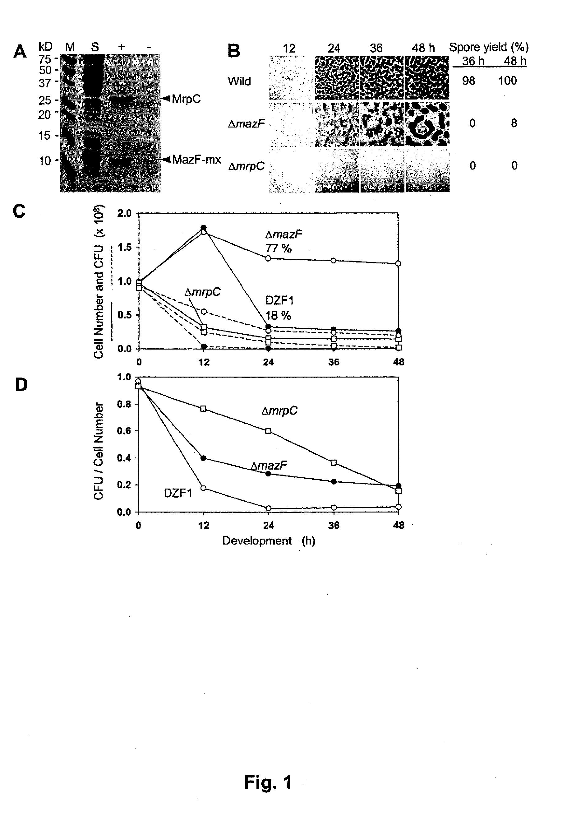 MRNA Interferase from Myxococcus Xanthus