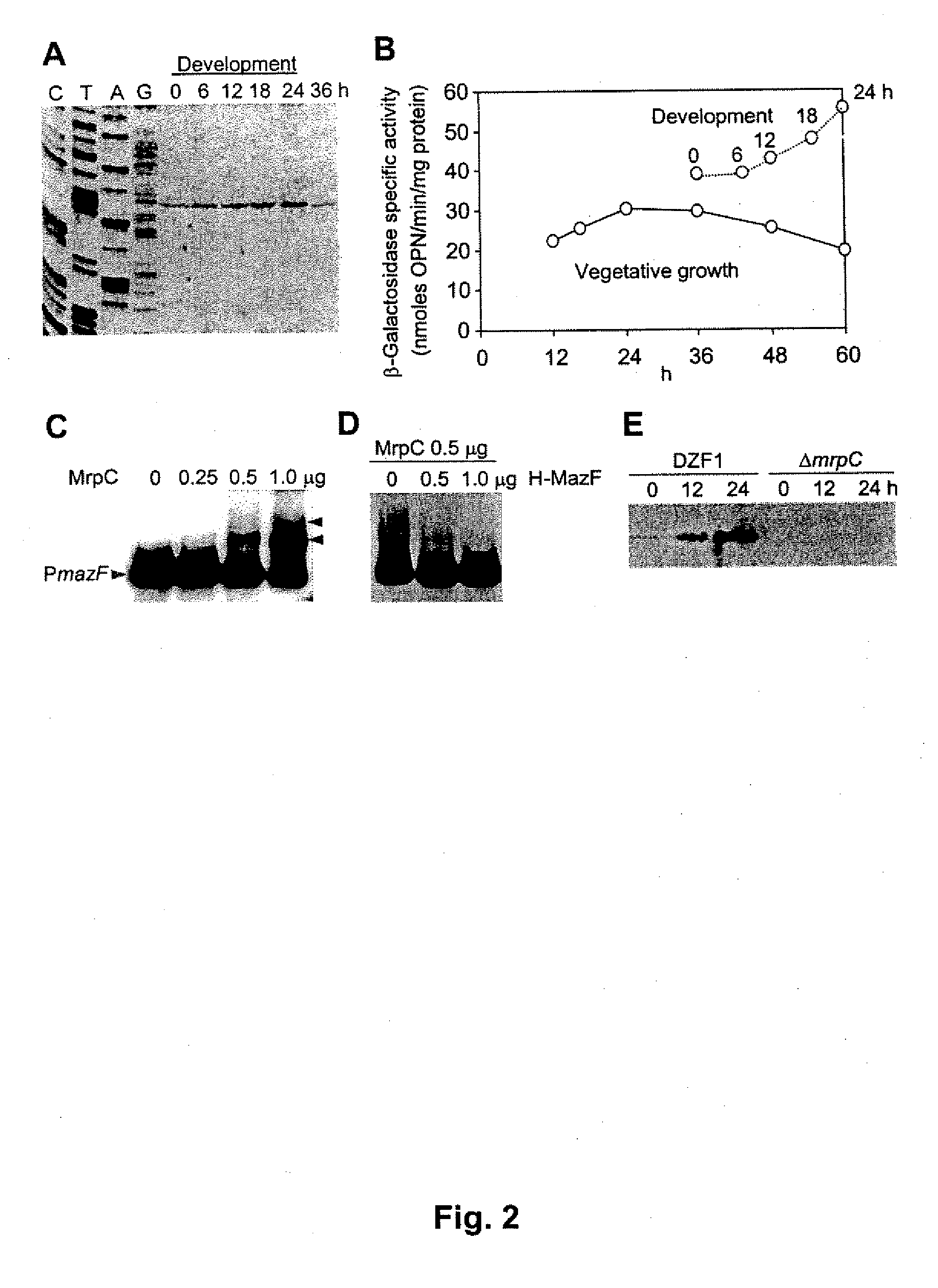 MRNA Interferase from Myxococcus Xanthus