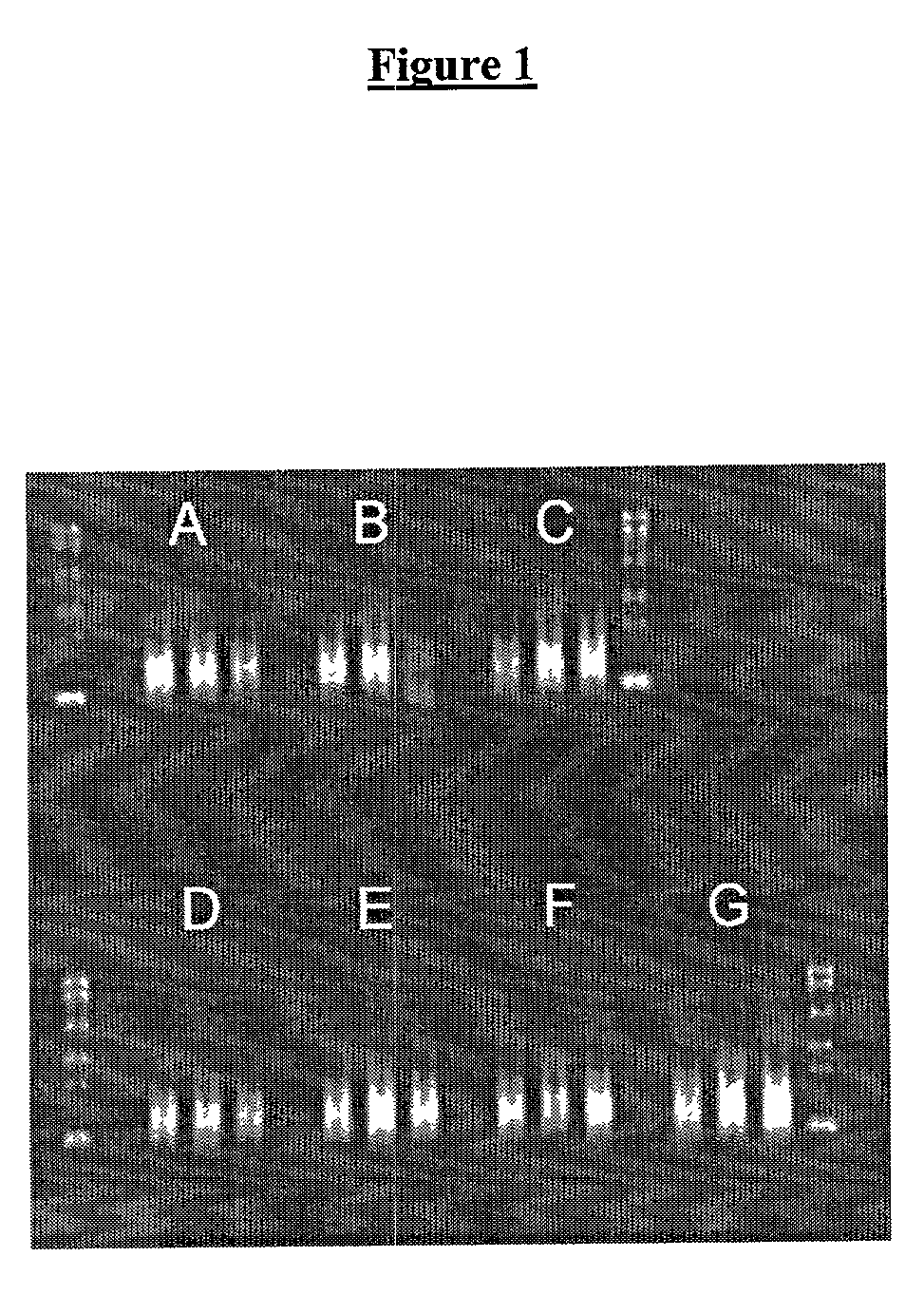 Method for generating amplified RNA