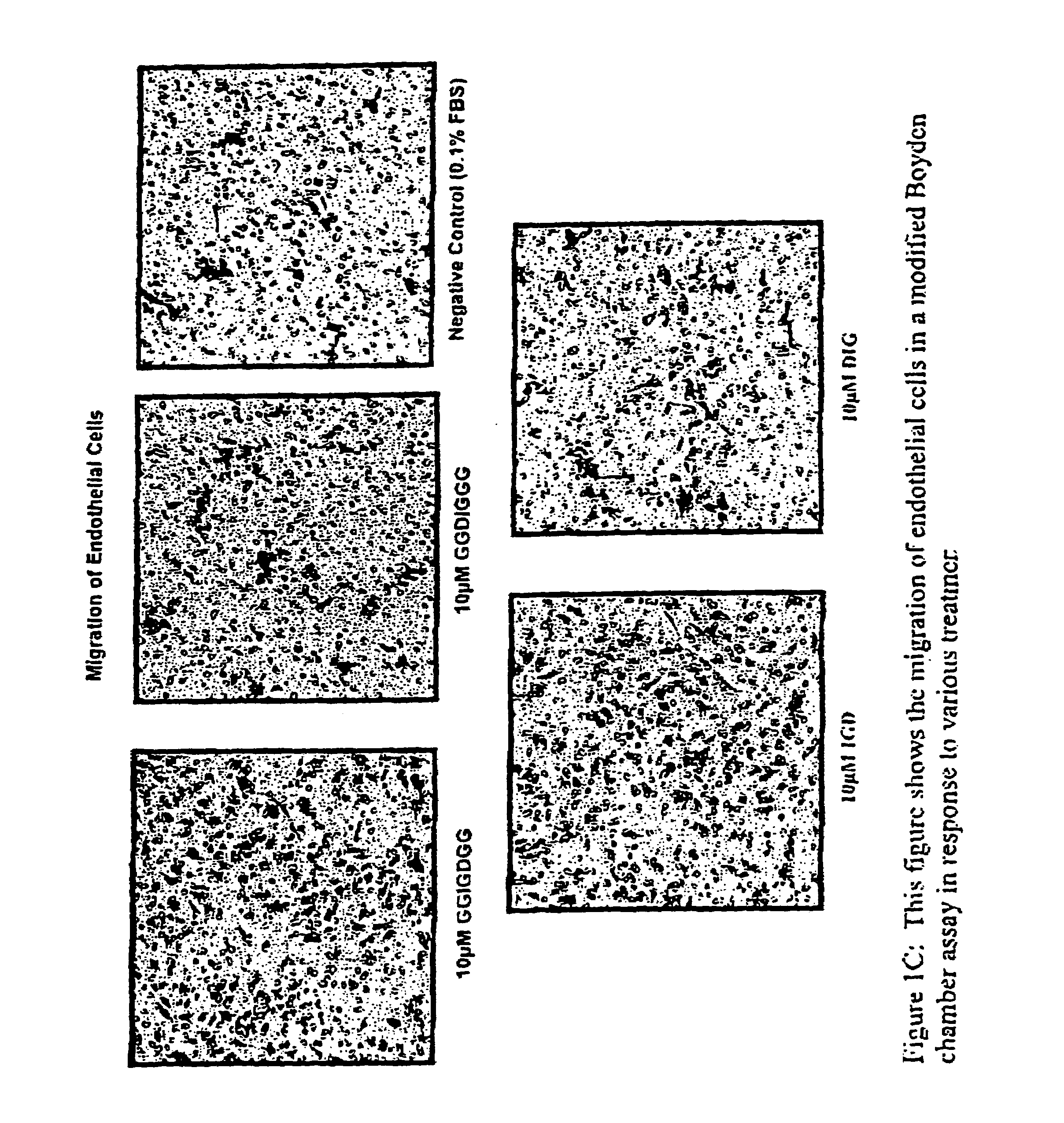 Compositions and methods for promoting myocardial and peripheral angiogenesis