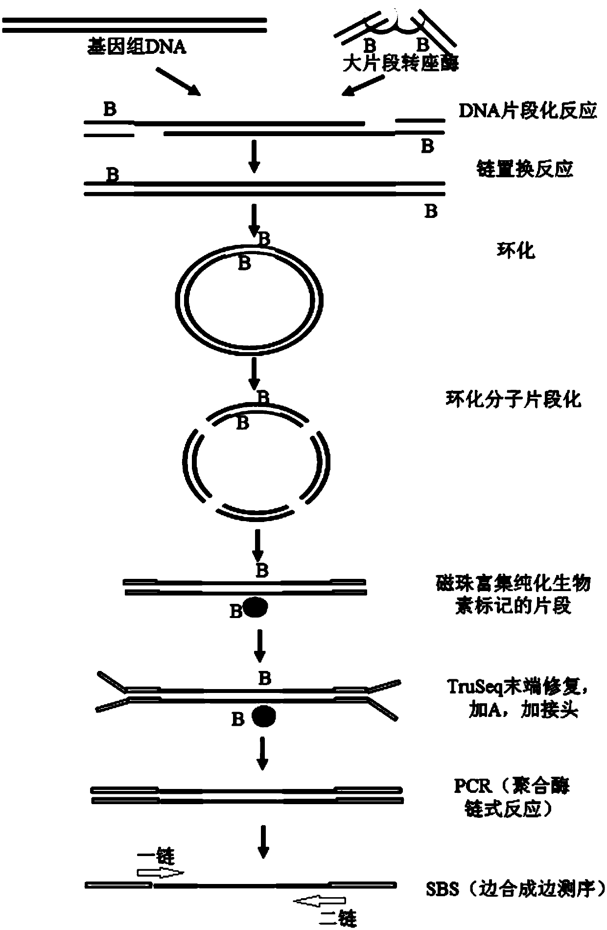 Nucleic acid library construction method, nucleic acid library obtained through the method, and application thereof