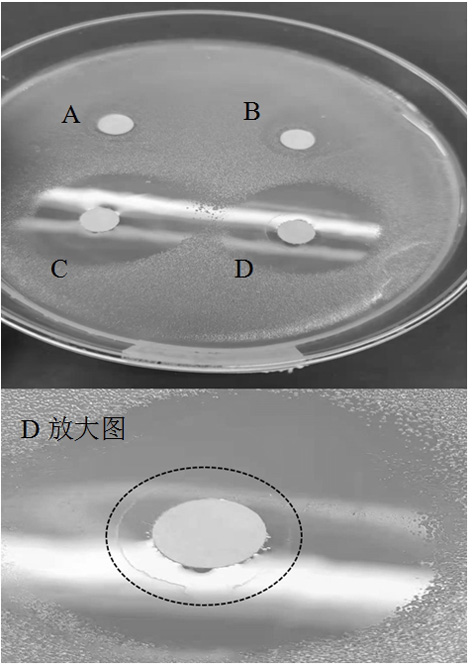 Preparation method of borneol-triclosan composite antibacterial agent