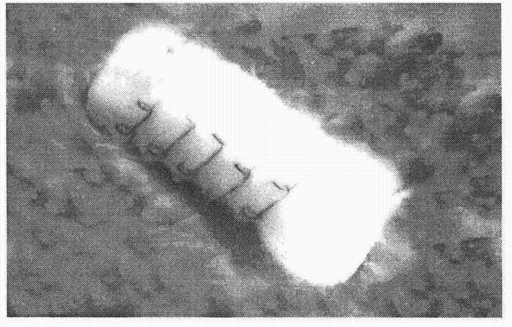 Trachea substitute and preparation method therefor