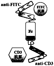 Bispecific antibody FITC*CD3 as well as preparation method and application thereof
