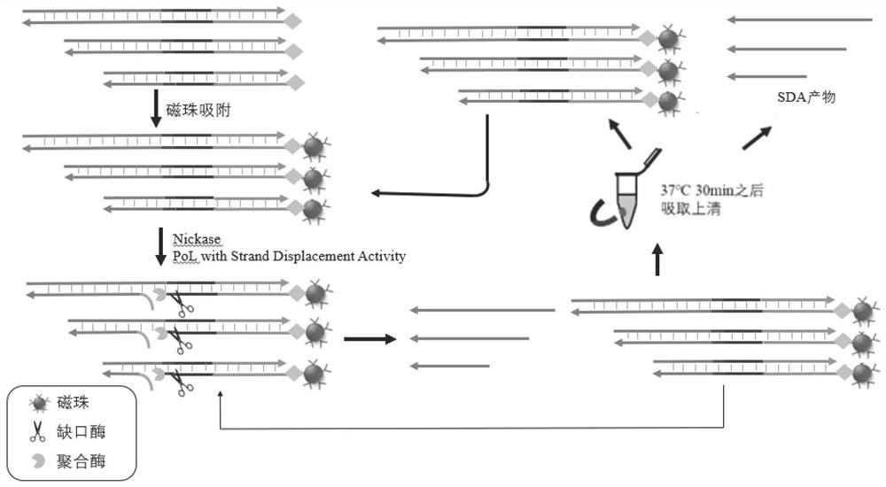 A method for constant temperature amplification of oligonucleotide library applied to DNA data storage