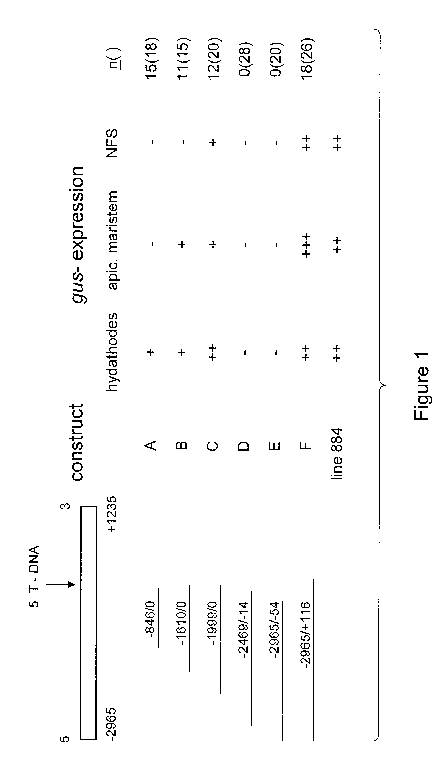 Nematode-feeding structure specific gene and its application to produce nematode resistant plants