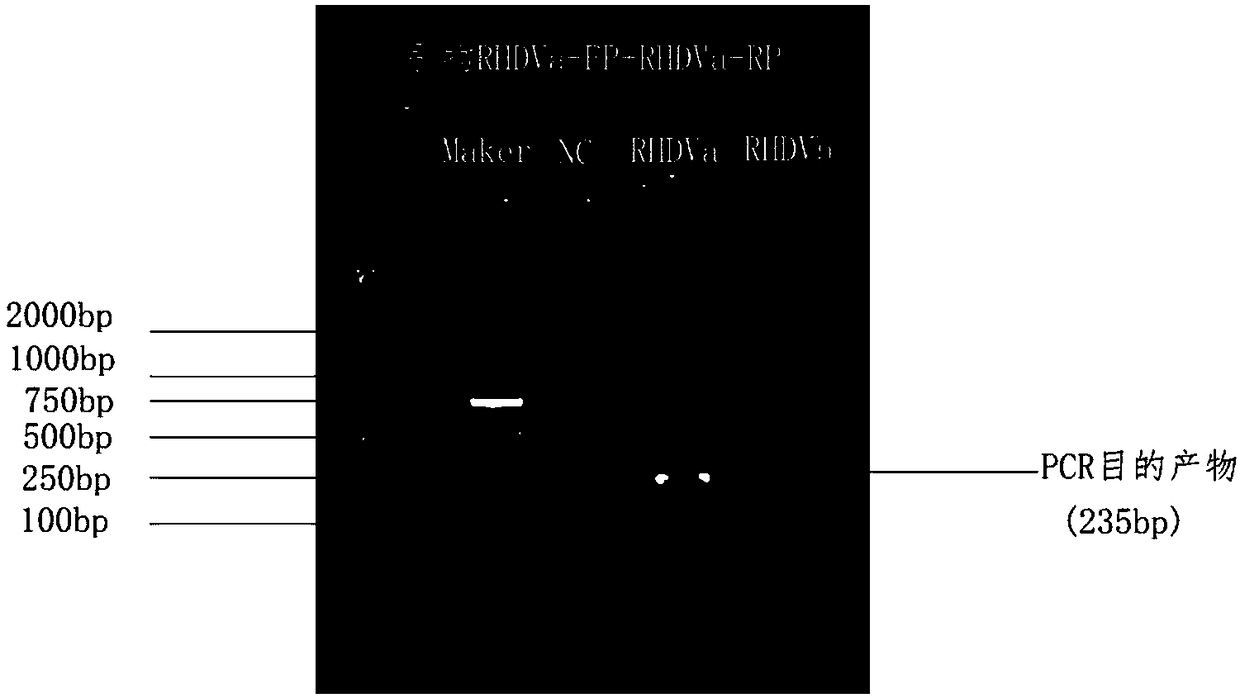 PCR (Polymerase Chain Reaction) primer for simultaneously detecting RHDVa (Rabbit Hemorrhagic Disease Virus a) and RHDVb (Rabbit Hemorrhagic Disease Virus b) as well as kit and non-diagnosis-purpose detection method thereof