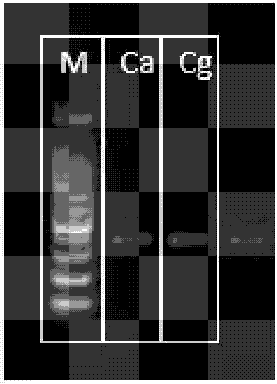 Nucleic-acid extraction kit and application thereof