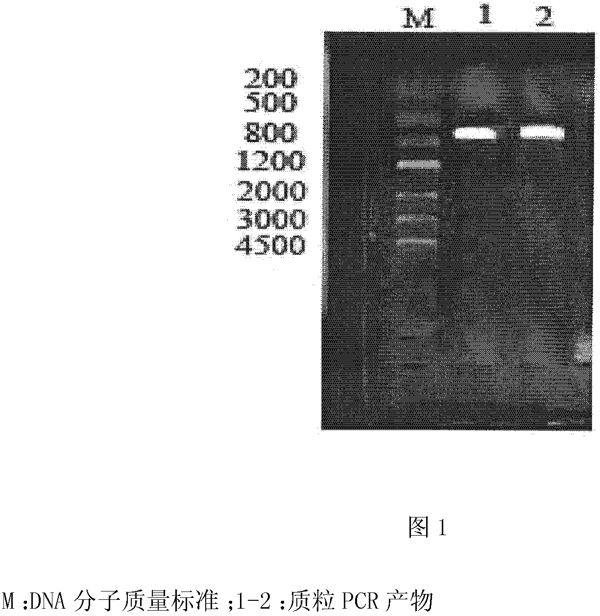 Recombined subunit vaccine of haemaphysalis concinna and preparation method thereof