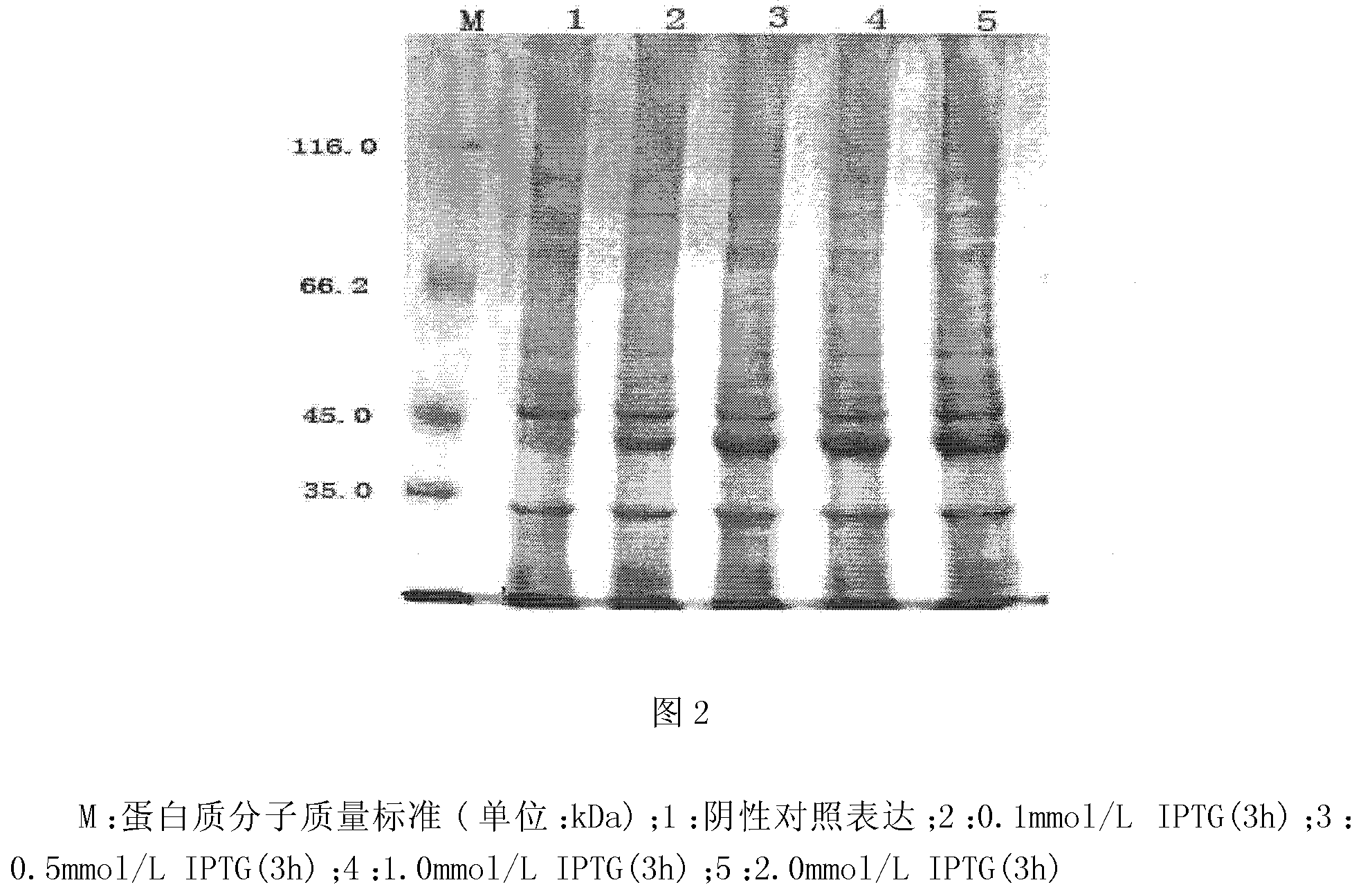 Recombined subunit vaccine of haemaphysalis concinna and preparation method thereof